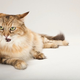 Illustration for article titled Olympic Organizers: Ugh, Fine. We Wont Kill 2,000 Stray Cats And Dogs